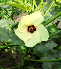Ibištek jedlý - Okra - Abelmoschus esculentus - predaj semien - 8 ks