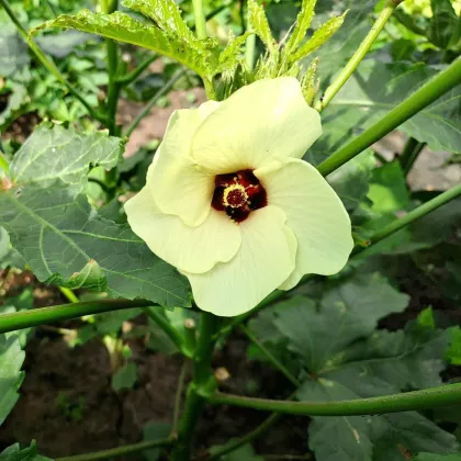 Ibištek jedlý - Okra - Abelmoschus esculentus - predaj semien - 8 ks