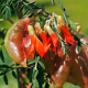 Africká bylina - Lessertia frutescens - predaj semien - 4 ks