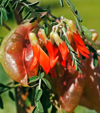 Africká bylina - Lessertia frutescens - predaj semien - 4 ks