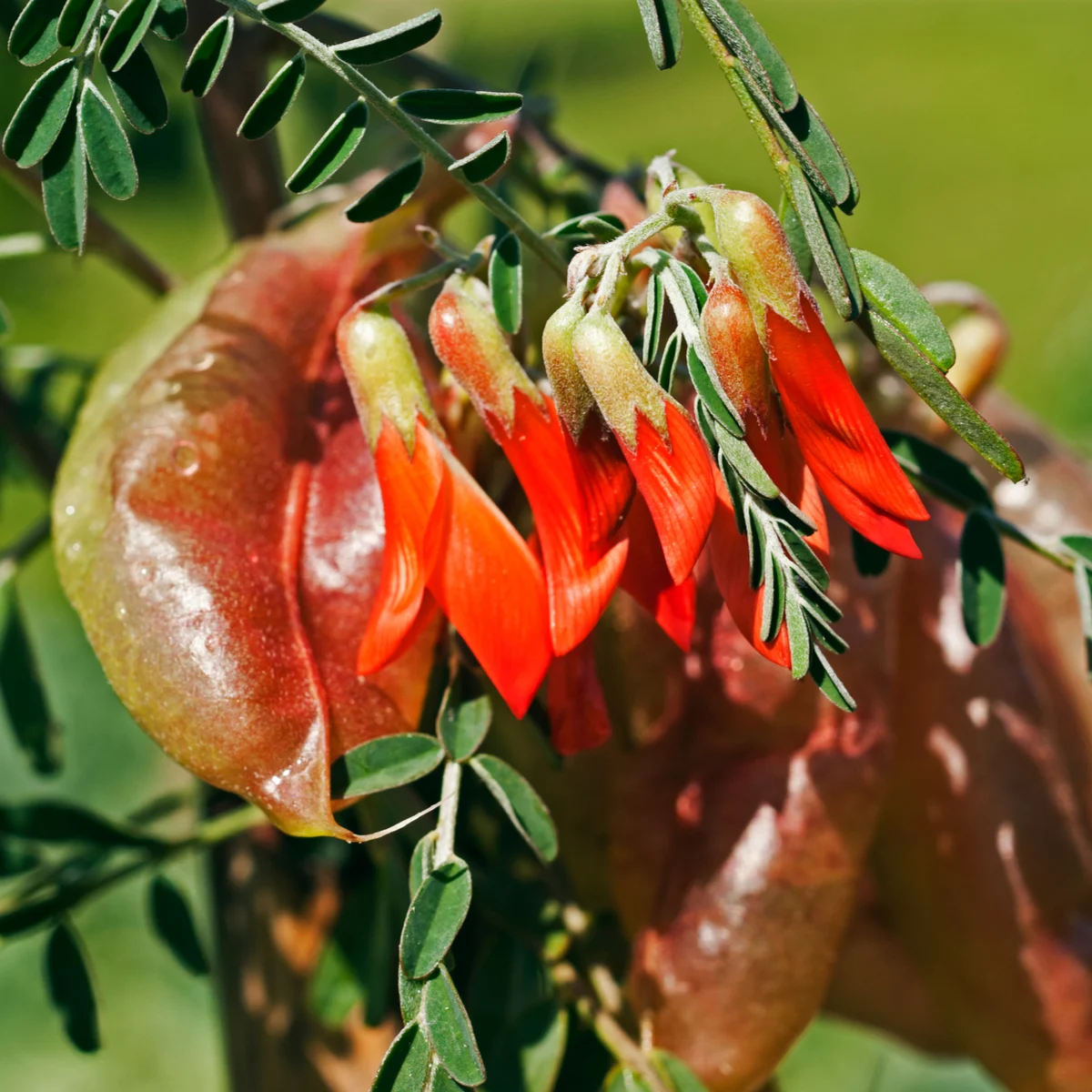 Africká bylina - Lessertia frutescens - predaj semien - 4 ks