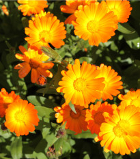 Nechtík lekársky Pacific Beauty - Calendula officinalis - predaj semien - 30 ks