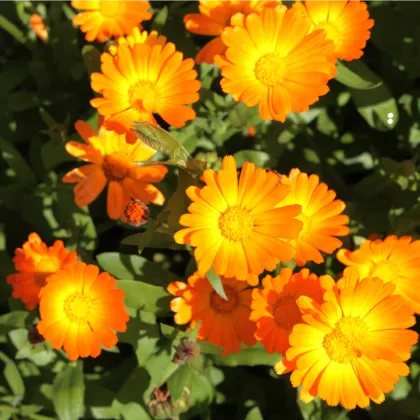 Nechtík lekársky Pacific Beauty - Calendula officinalis - predaj semien - 30 ks