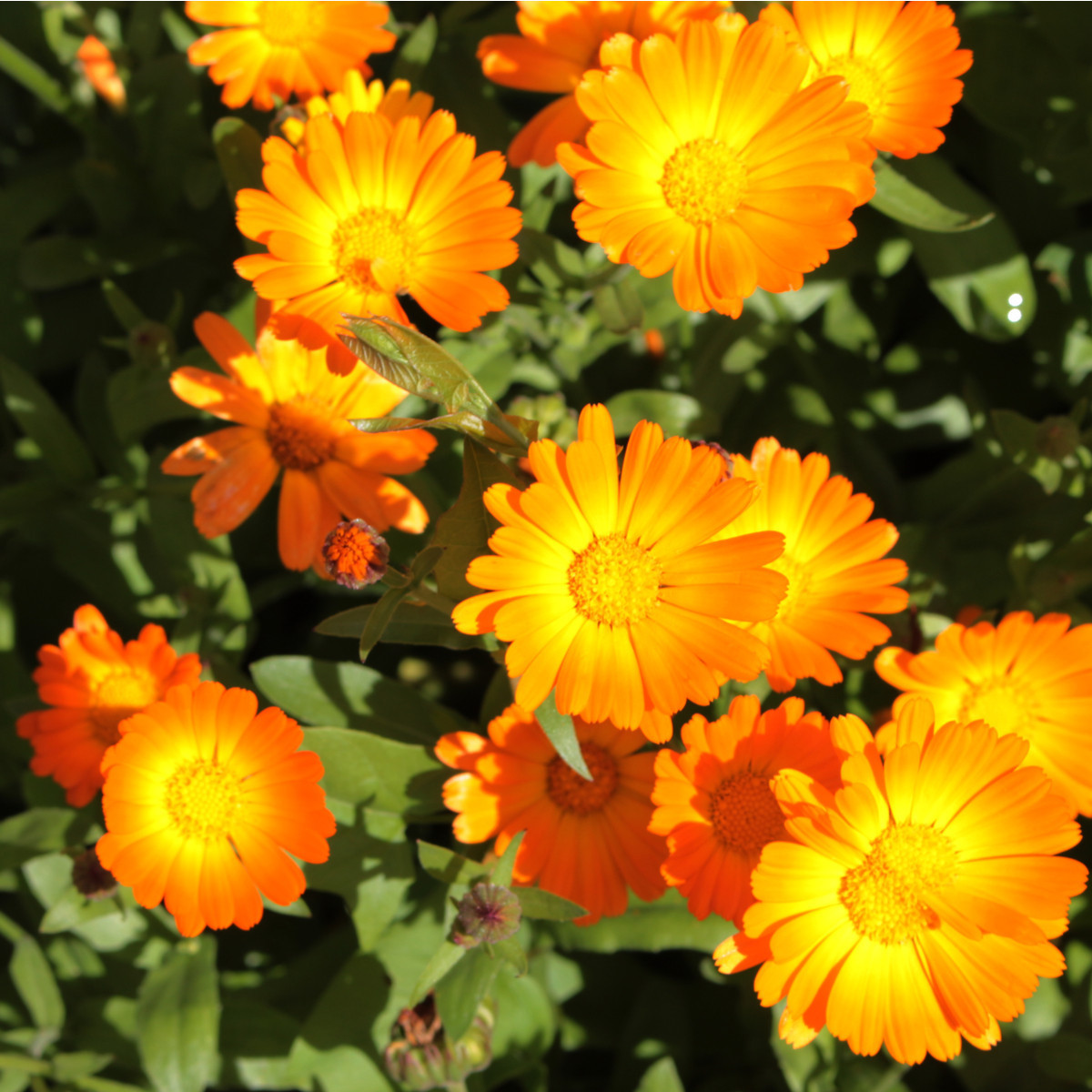 Nechtík lekársky Pacific Beauty - Calendula officinalis - predaj semien - 30 ks