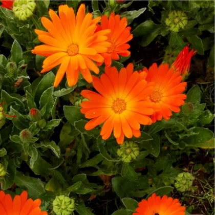 Nechtík lekársky Pacific Beauty - Calendula officinalis - predaj semien - 30 ks