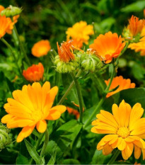 Nechtík lekársky žltý - Calendula officinalis - predaj semien - 30 ks