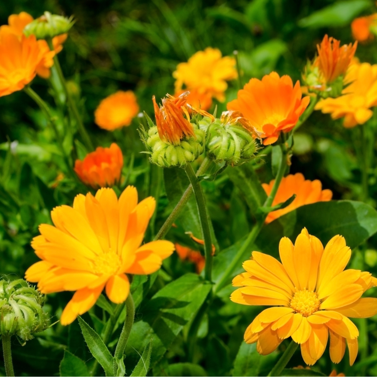 Nechtík lekársky žltý - Calendula officinalis - predaj semien - 30 ks