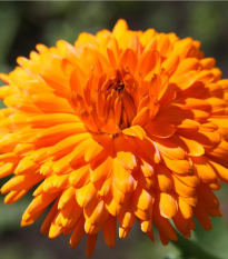 Nechtík lekársky Oranžová guľa - Calendula officinalis - predaj semien - 65 ks