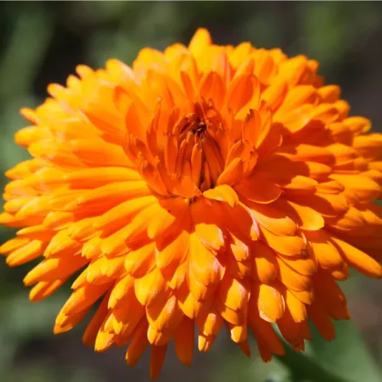 Nechtík lekársky Oranžová guľa - Calendula officinalis - predaj semien - 65 ks