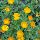 Nechtík lekársky - Calendula officinalis - predaj semien - 30 ks