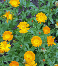 Nechtík lekársky - Calendula officinalis - predaj semien - 30 ks