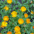 Nechtík lekársky - Calendula officinalis - predaj semien - 30 ks