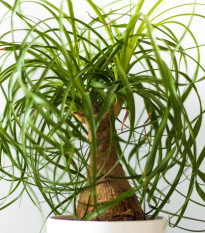 Nolina - Slonia noha -  Nolina longifolia - semiačka - 5 ks