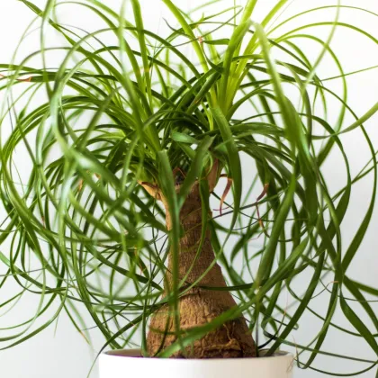 Nolina - Slonia noha -  Nolina longifolia - semiačka - 5 ks