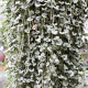 Strieborný dážď Silver Falls - Dichondra emerald - predaj semien - 6 ks
