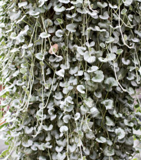 Strieborný dážď Silver Falls - Dichondra emerald - predaj semien - 6 ks