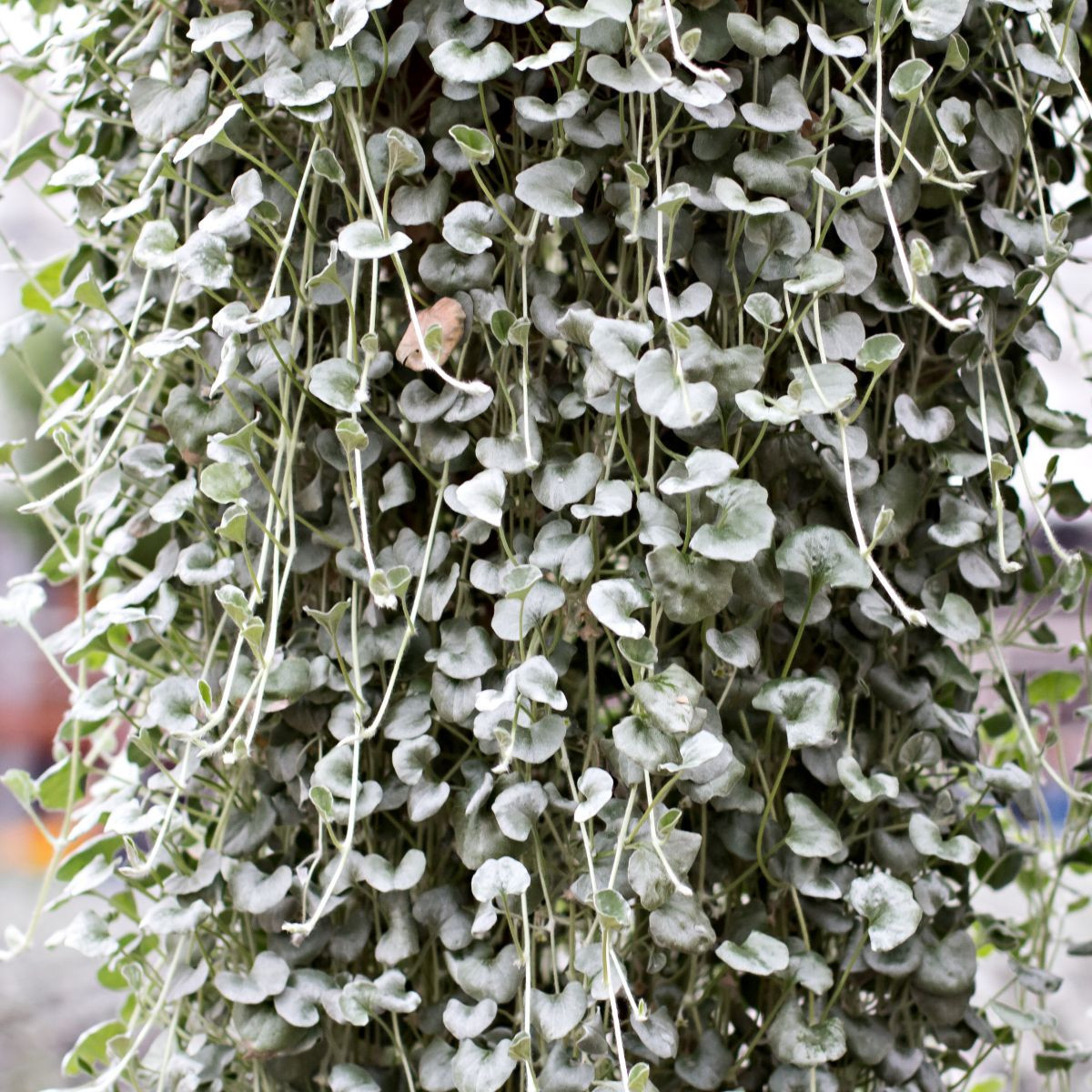 Strieborný dážď Silver Falls - Dichondra emerald - predaj semien - 6 ks