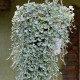 Strieborný dážď Silver Falls - Dichondra emerald - predaj semien - 6 ks