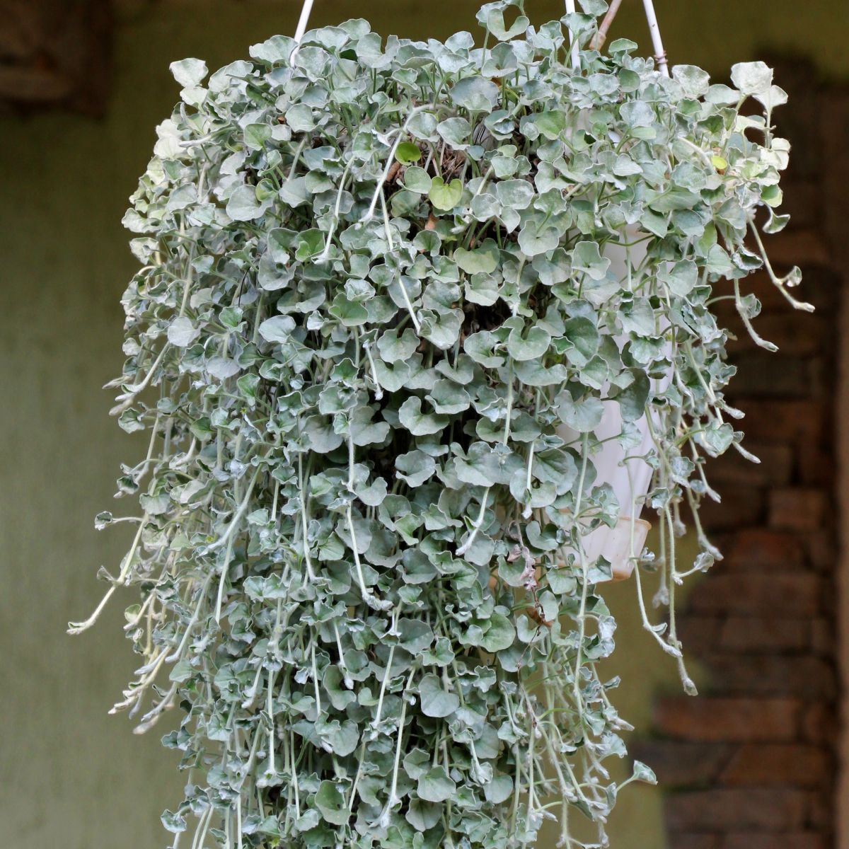 Strieborný dážď Silver Falls - Dichondra emerald - predaj semien - 6 ks