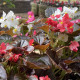 Begónia Nightlife Mix F1 - Begonia semperflorens - predaj semien - 12 ks