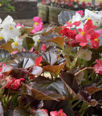 Begónia Nightlife Mix F1 - Begonia semperflorens - predaj semien - 12 ks