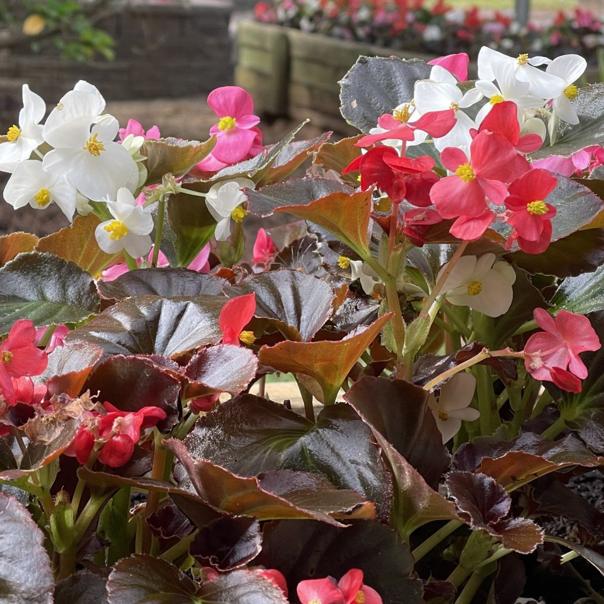 Begónia Nightlife Mix F1 - Begonia semperflorens - predaj semien - 12 ks