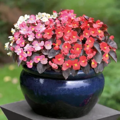 Begónia Nightlife Mix F1 - Begonia semperflorens - predaj semien - 12 ks