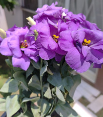 Eustoma Lilac F1 - Eustoma grandiflorum - predaj semien - 12 ks