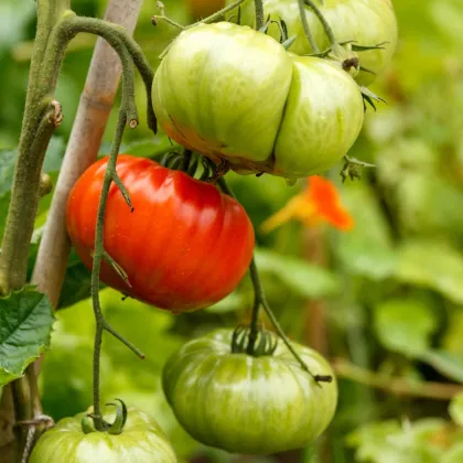 Paradajka Gigantomo - Solanum lycopersicum - predaj semien - 5 ks
