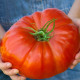 Paradajka Gigantomo - Solanum lycopersicum - predaj semien - 5 ks