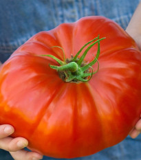 Paradajka Gigantomo - Solanum lycopersicum - predaj semien - 5 ks