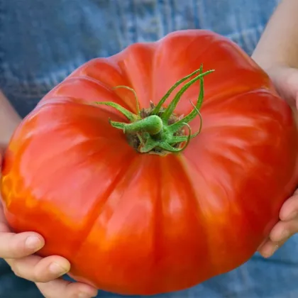 Paradajka Gigantomo - Solanum lycopersicum - predaj semien - 5 ks