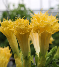 Durman metelový Double Yellow - Datura metel - predaj semien - 5 ks