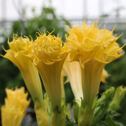 Durman metelový Double Yellow - Datura metel - predaj semien - 5 ks
