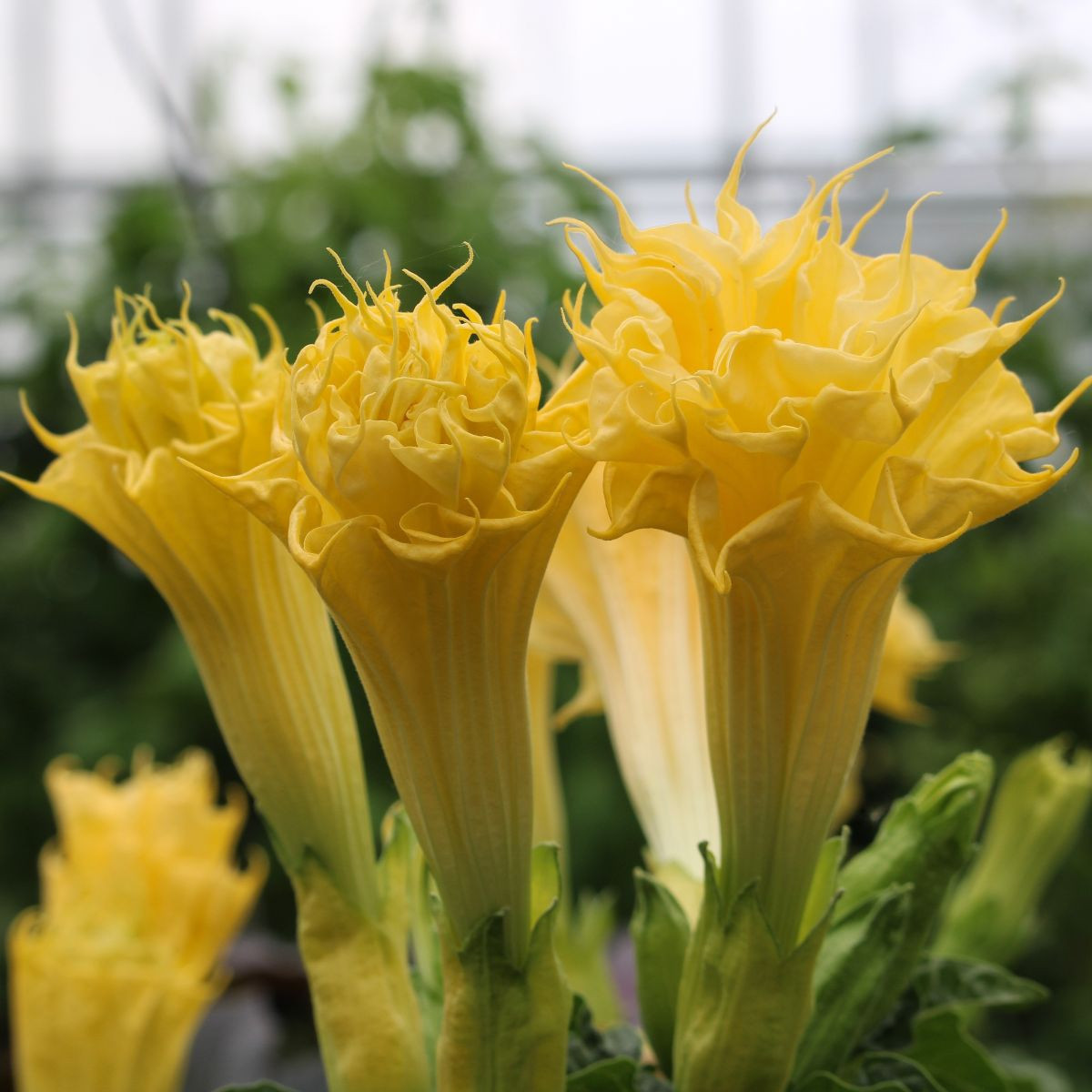 Durman metelový Double Yellow - Datura metel - predaj semien - 5 ks