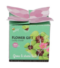 Buzzy Flower Gift - Minisúprava na pestovanie štvorlístka - Pieterpik - predaj sád - 1 ks