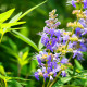 Drmek obyčajný - Mníšske korenie - Vitex agnus-castus - predaj semien - 9 ks