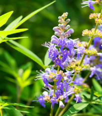 Drmek obyčajný - Mníšske korenie - Vitex agnus-castus - predaj semien - 9 ks