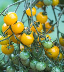 Paradajka Perlino žltá F1 - Solanum lycopersicum - predaj semien - 6 ks