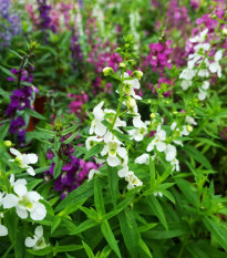 Angelónia zmes farieb - Angelonia angustifolia - predaj semien - 6 ks