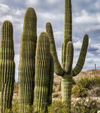 Kaktus sviecovitý - Saguaro - Carnegiea gigantea - predaj semien - 5 ks