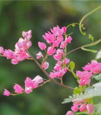 Antigonon mexický - Antigonon Leptopus - predaj semien - 15 ks