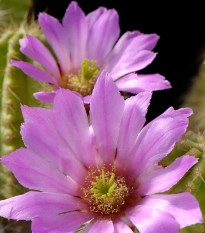 Kaktus - Echinocereus viereckii var. viereckii - predaj semien kaktusu - 6 ks