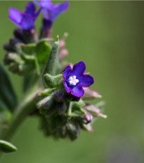 Smohla kapská - Anchusa capensis - predaj semien - 50 ks