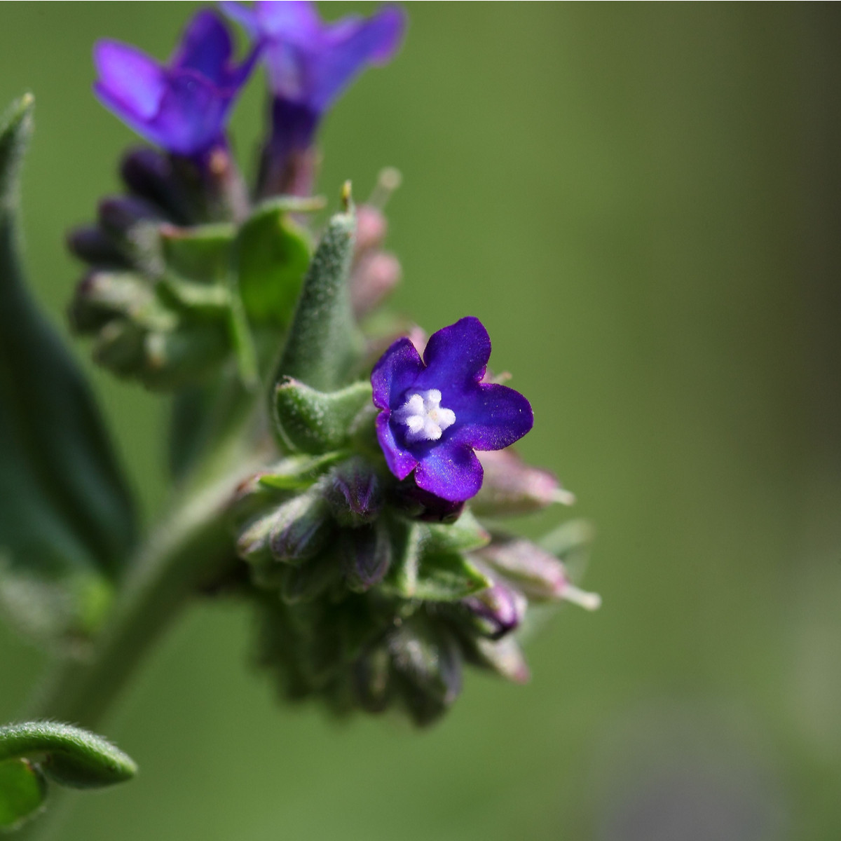 Smohla kapská - Anchusa capensis - predaj semien - 50 ks