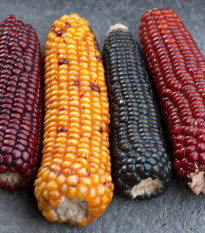 Kukurica Multicolor Amero Mix okrasná - Zea mays - predaj semien - 15 ks