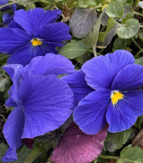 Fialka Carneval F1 Azure - Viola x wittrockiana - predaj semien - 20 ks