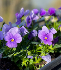 Fialka Twix F1 Lavender Shades - Viola cornuta - predaj semien - 20 ks