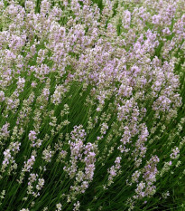 Levanduľa lekárska ružová ŠPECIÁL - Lavandula angustifolia - predaj semien - 15 ks