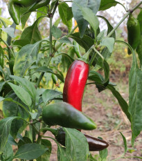 BIO Chilli Jalapeno Ruben - Capsicum annuum - predaj bio semien - 6 ks